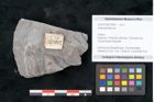 Foto (Objekt + Etikett) von Asterophyllites sp.  (NHMW-GEO-2024-0188-10992)